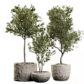 Bonsai Potted Plants With Evergreen Foliage In Stone Pots Of Various Heights For Indoor Decor