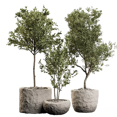 Bonsai Potted Plants With Evergreen Foliage In Stone Pots Of Various Heights For Indoor Decor 3d model