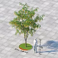 Tall Arbor With Green Leaves Trunk On Circular Lawn Gray Square Brick Ground Near Person
