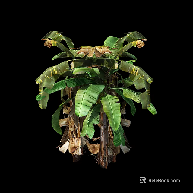 Banana Tree With Large Green Leaves And Yellow Striped Edges And Dried Leaves 3d model 