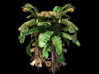 Banana Tree With Large Green Leaves And Yellow Striped Edges And Dried Leaves 3d model
