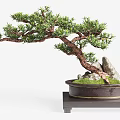 Bonsai Tree With Curved Pine Trunk Moss Rocks And Ceramic Pot On Wooden Stand