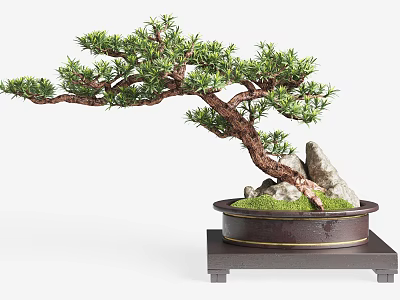 Bonsai Tree With Curved Pine Trunk Moss Rocks And Ceramic Pot On Wooden Stand 3d model
