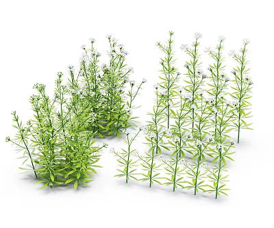 Modern Grass Flower Branch Flower Grass 3d model Modern Grass Flower Branch Flower Grass 3d model