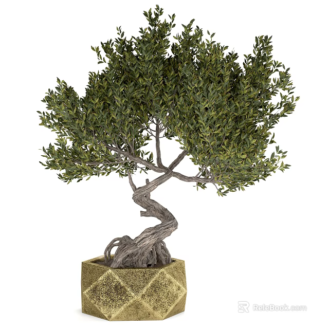 Bonsai Tree With Twisted Trunk Exposed Roots And Green Foliage In Textured Square Pot 3d model 