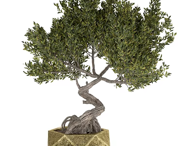 Bonsai Tree With Twisted Trunk Exposed Roots And Green Foliage In Textured Square Pot 3d model