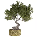 Bonsai Tree With Twisted Trunk Exposed Roots And Green Foliage In Textured Square Pot