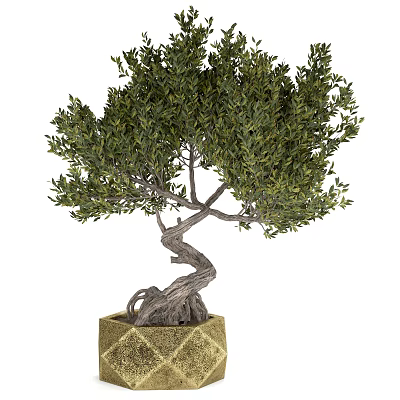 Bonsai Tree With Twisted Trunk Exposed Roots And Green Foliage In Textured Square Pot 3d model