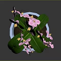 Pink Orchid Plant with Green Leaves and Pink Blooms in Pink Decorative Pot