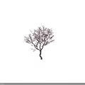 Tree with Purple Blossoms and Slender Branches Against Dark Backdrop with Human Silhouette for Scale