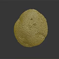 White Porous Sponge Animal with Oval Shape and Textured Surface on Dark Background