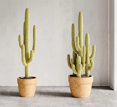 Tall Green Cactus Potted Plants in Terracotta Pots with Light Gray Wall Background 3d model