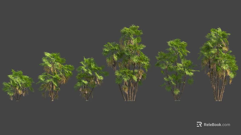 Various Types Of Green Palm Trees With Different Sizes And Leaf Shapes On Gray Background 3d model 