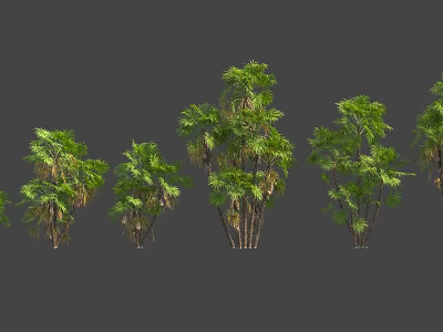 Various Types Of Green Palm Trees With Different Sizes And Leaf Shapes On Gray Background 3d model