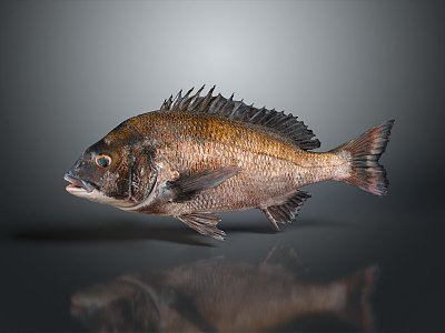 modern fish freshwater fish marine fish animal 3d model