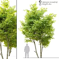 Green Leafy Trees Decorative Ornament Set For Home Garden Decoration