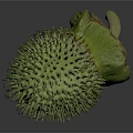Green Spiky Tropical Plant Fruit with Fresh Green Leaves on Dark Background