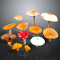Fresh Wild Mushrooms Variety With Orange Red White Brown Caps And Stems For Culinary Use