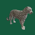 Full Body Spotted Leopard With Detailed Fur Pattern Standing On Green Background 3d model