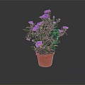 Potted Plant With Purple Flowers And Green Leaves In Brown Pot