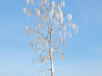 Beautiful Tall Arbor Covered With Shiny Icicles Against Clear Blue Sky 3d model
