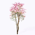 Beautiful Blooming Arbor with Pink Flowers Green Leaves and Brown Trunk
