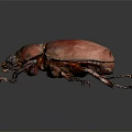 Red Beetle With Shiny Carapace And Long Legs On Dark Background 3d model