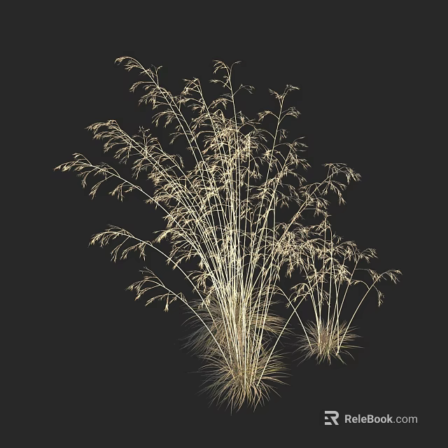 Golden Slender Ornamental Grass With Fluffy Spikes On Dark Background 3d model 