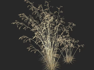 Golden Slender Ornamental Grass With Fluffy Spikes On Dark Background 3d model