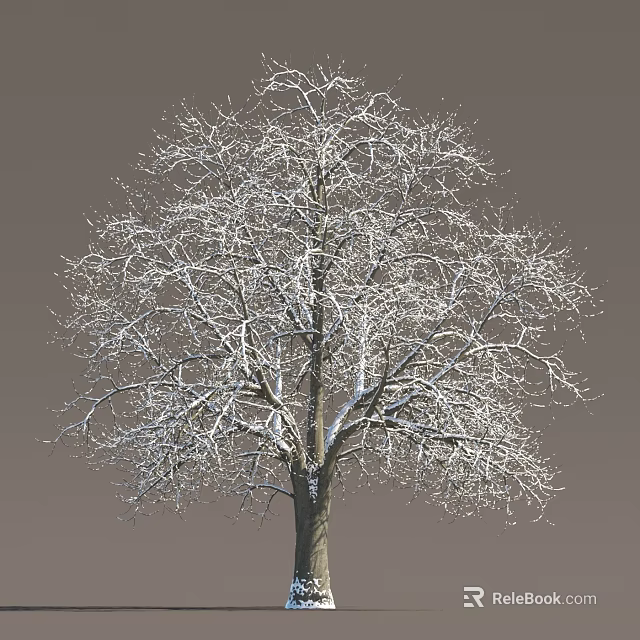 Tall Deciduous Tree with Snow Covered Bare Branches Against Gray Background 3d model 