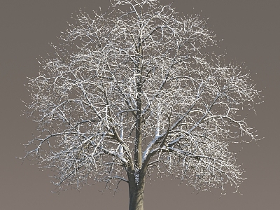 Winter Snow Trees Snow Trees Snow Plants Landscape Trees Snow Trees Snow Trees Snow Trees Winter Trees model