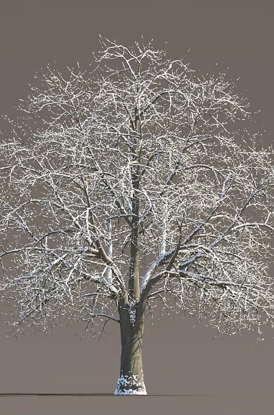 Tall Deciduous Tree with Snow Covered Bare Branches Against Gray Background 3d model