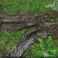 Vibrant Flowers and Lush Green Plants Around Weathered Log in Natural Grass Setting