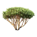Lush Green Trees With Branching Trunks And Dense Green Foliage