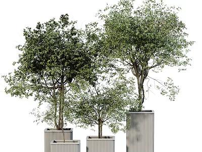 Lush Green Trees in Square Planters of Different Heights for Modern Decor 3d model