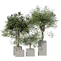 Lush Green Trees in Square Planters of Different Heights for Modern Decor