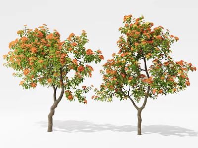 Two Trees With Orange Flowers Green Leaves And Brown Trunks On White Background 3d model