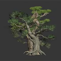Bonsai Trees With Different Forms Twisted Trunks And Lush Foliage On Black Smooth Surface