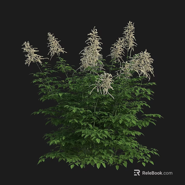Elegant Ornamental Plant With Lush Green Leaves And Delicate White Flowers 3d model 
