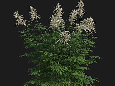 Elegant Ornamental Plant With Lush Green Leaves And Delicate White Flowers 3d model