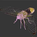 Vibrant Green Yellow Black Insect With Transparent Wings On Dark Background