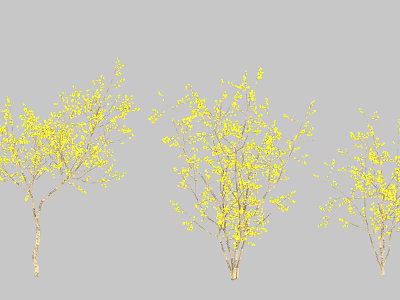 Yellow Flowering Trees With Lush Branches And Vibrant Spring Foliage 3d model