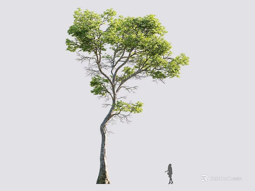 Arbor Tree With Lush Green Leaves And Slender Trunk Next To Human Figure 3d model 