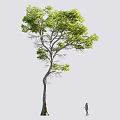 Arbor Tree With Lush Green Leaves And Slender Trunk Next To Human Figure