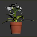 Beautiful White Flowers With Fresh Green Leaves In Orange Pot And Flower Bud