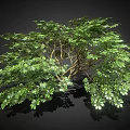 Lush Green Tree With Full Canopy And Dense Foliage On Black Background 3d model