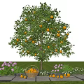 Citrus Tree With Yellow Fruits In Green Grass Field With Purple White Flowers And Basket