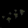 Collection of Palm Trees with Green Leaves and Various Sizes