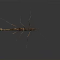 Mythical Brown Game Movie Character With Long Slender Legs And Antennae On Dark Background