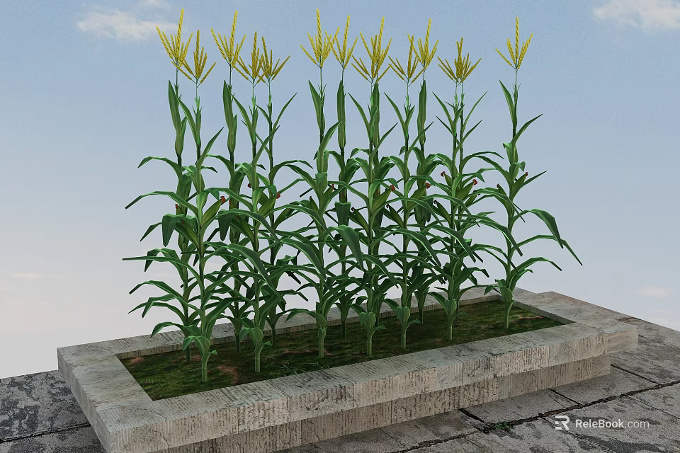 Fresh Corn Plants Growing in Stone Container with Green Leaves and Yellow Tassels 3d model 
